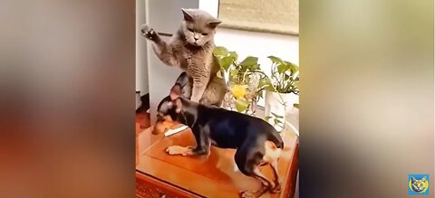 Funny Animal Videos 2023 🥰 - Funniest Dogs and Cats Videos 😁 #6