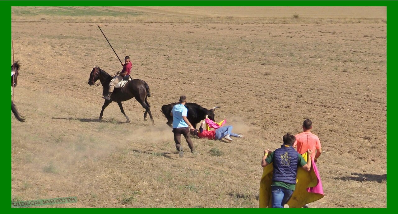 ÓLVEGA ( SORIA ) MATINAL SUELTA DE RESES POR EL CAMPO ( SABADO 9 SEPTIEMBRE 2023 ) GANAD.EL RUISEÑOR