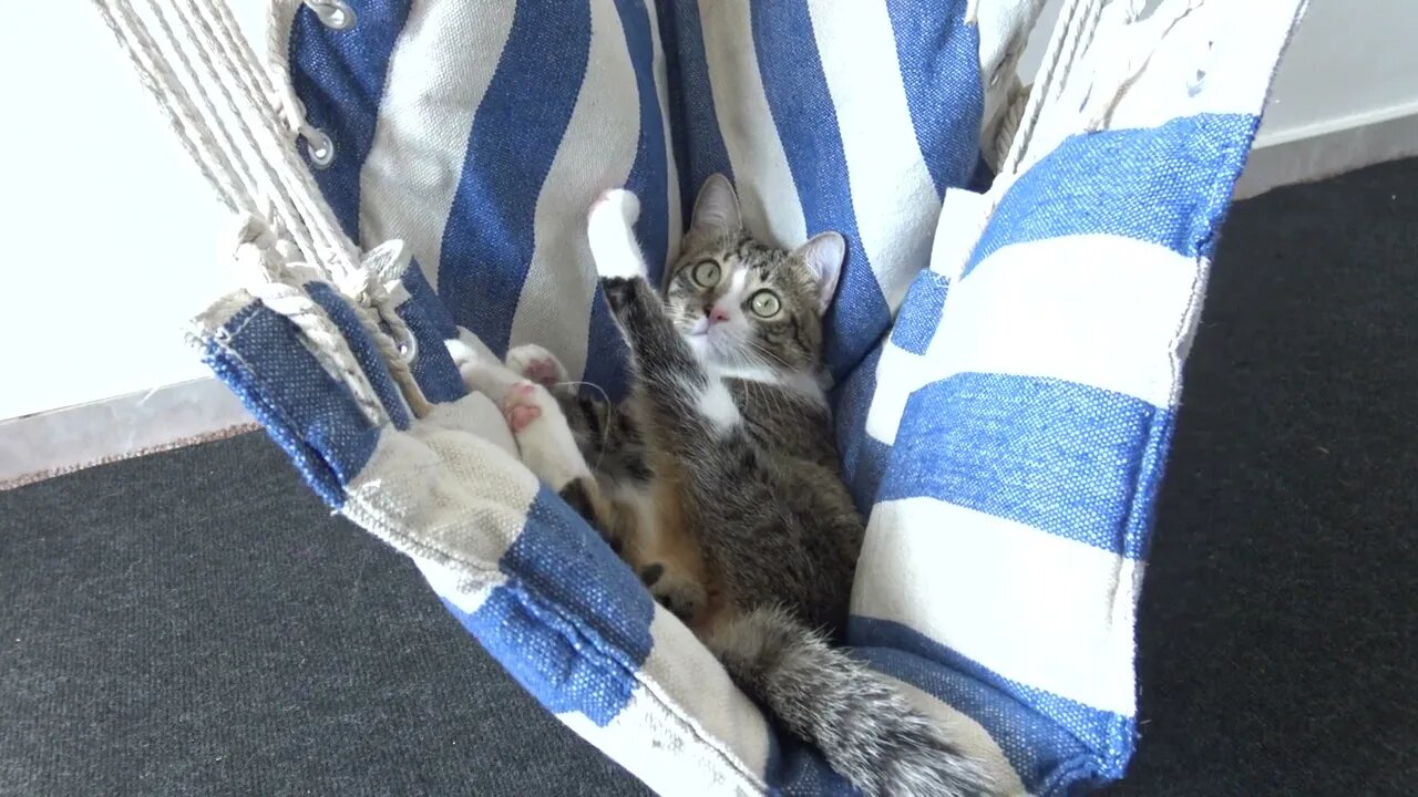 Cool Cat Is Chilling in His Swing Chair