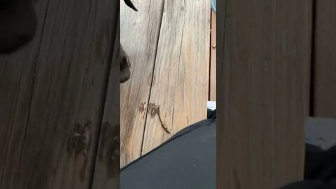 Dogs Are So Proud