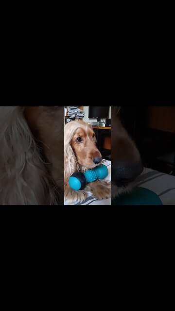 #dogshow, #amimals, #dogs, #shorts