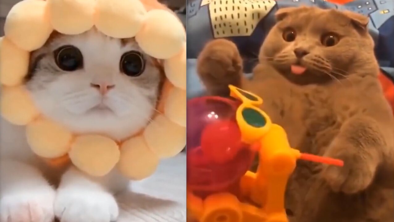 Cute And Funny Pets Try Not To Laugh To These Pets Compilation - Cutest Lands