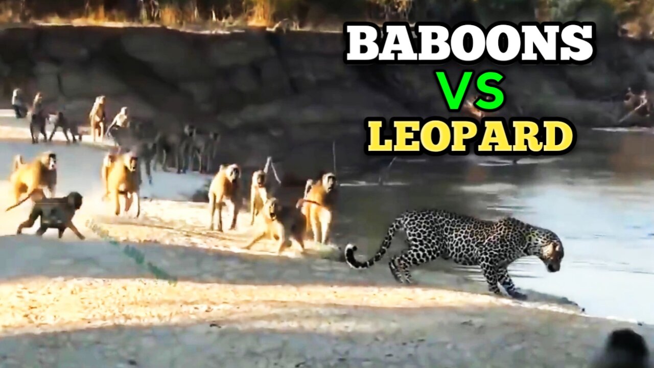 Baboon Gang Attacks Leopard | Wild Animals Fight |