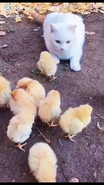 Cute cat And hen baby 2022 #shorts #rumbleshorts videos