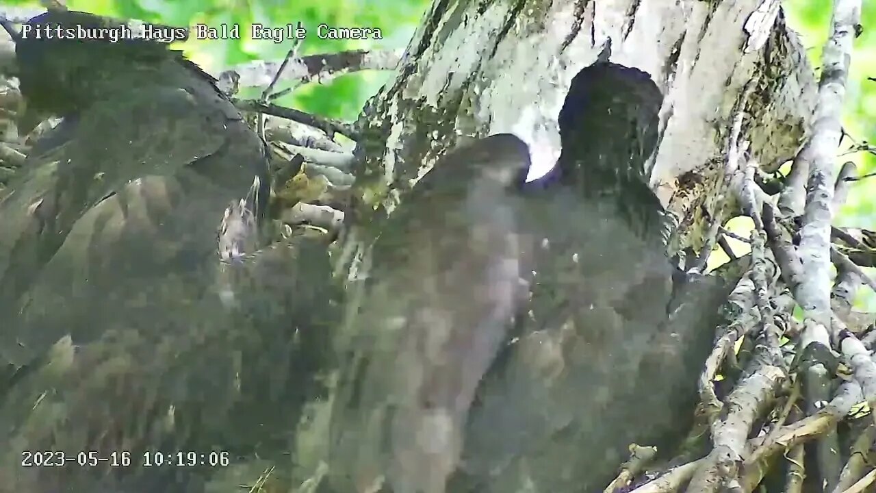 Hays Eagles H19 & H20 closeups, moving sticks and lounging on the baby gate! 05-16-2023 10:17am