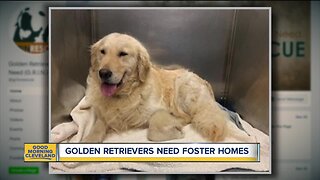 Golden Retrievers need foster homes