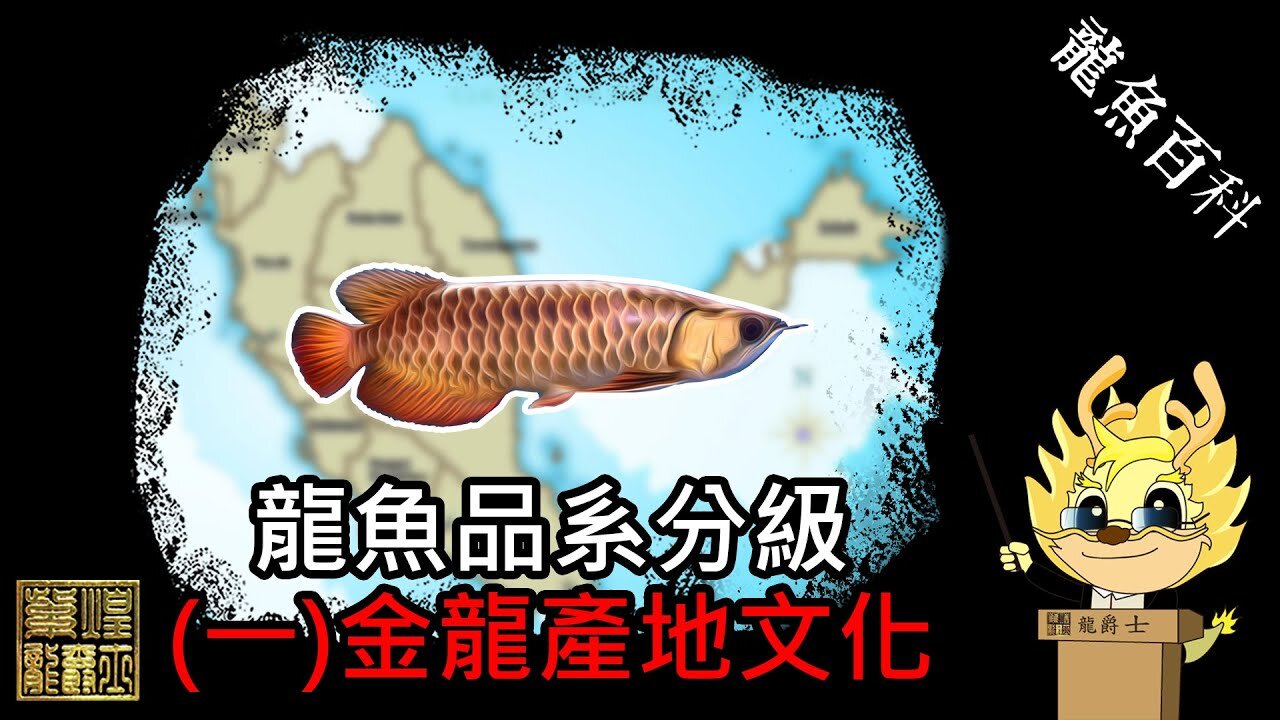 【龍爵士】龍魚百科-品系分級(一)金龍產地文化