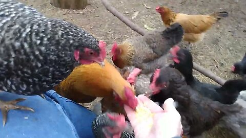 Chickens like to do damage to some dairy products.