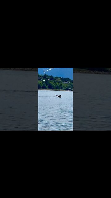 Yes I filmed a #whale !! in #alaska #cruise #shorts