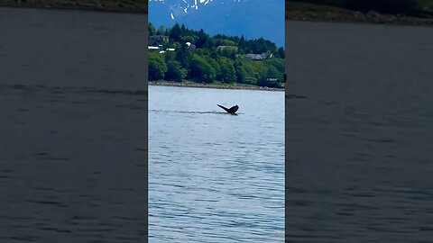 Yes I filmed a #whale !! in #alaska #cruise #shorts