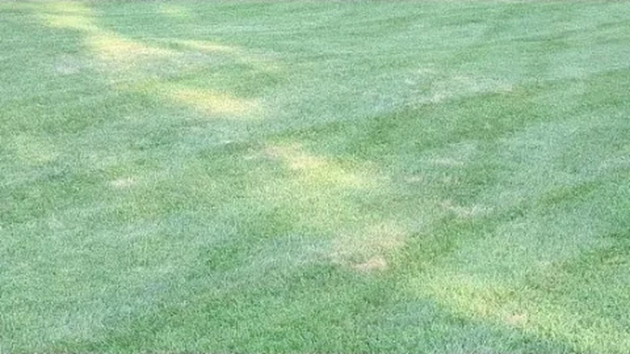 Lawn Disease live!