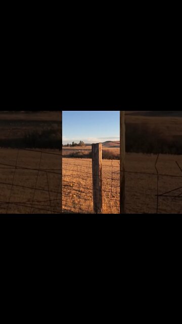 Squash "harvest" G&T701 style!!! #shorts