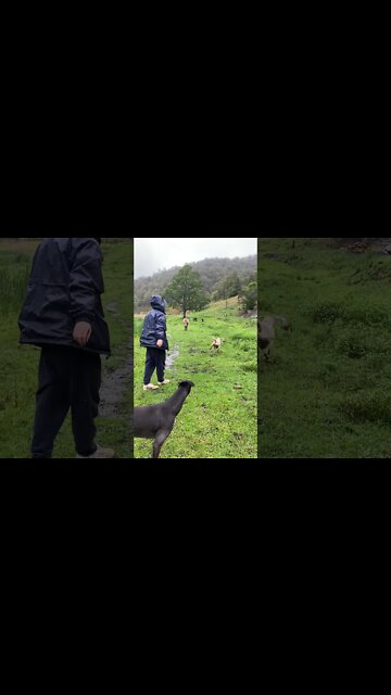 Playing Fetch with Chunks of Wood! WTH Poor Henry