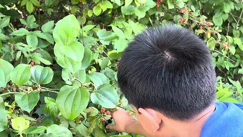 Wild Black berries in the bike trail