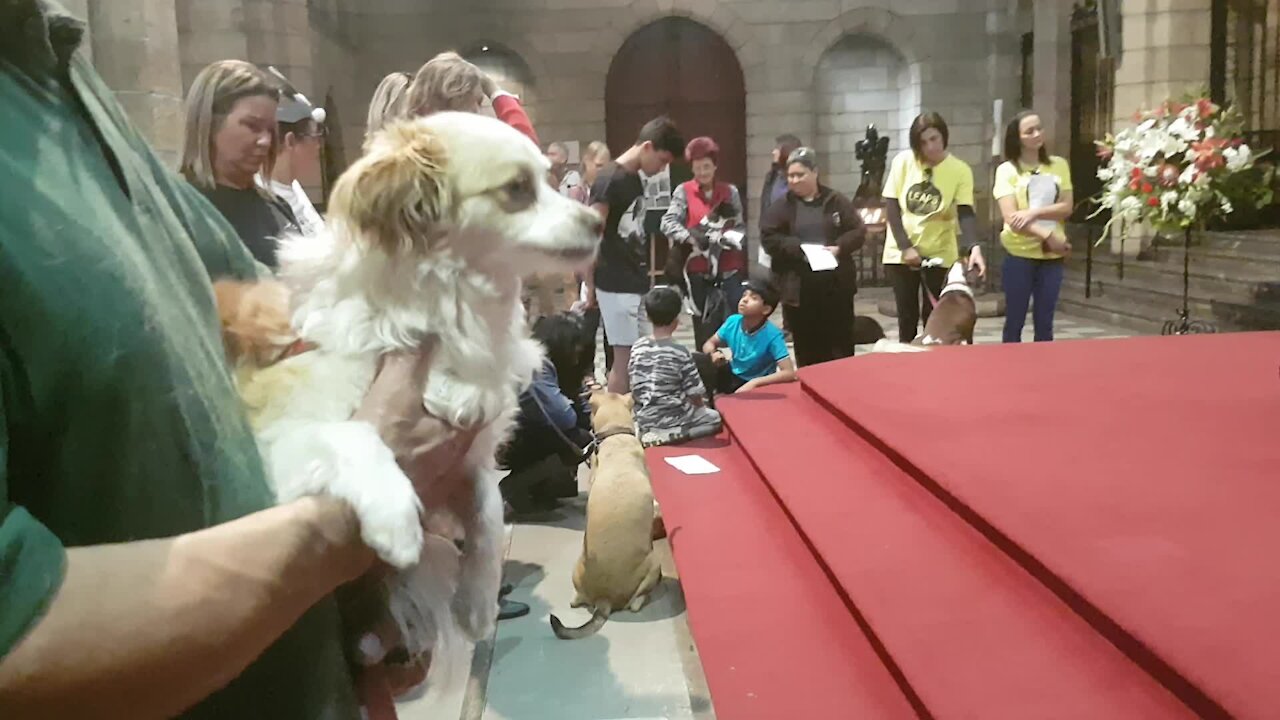 SOUTH AFRICA - Cape Town - Blessing of the Animals service at St George's Cathedral (Video) (emf)