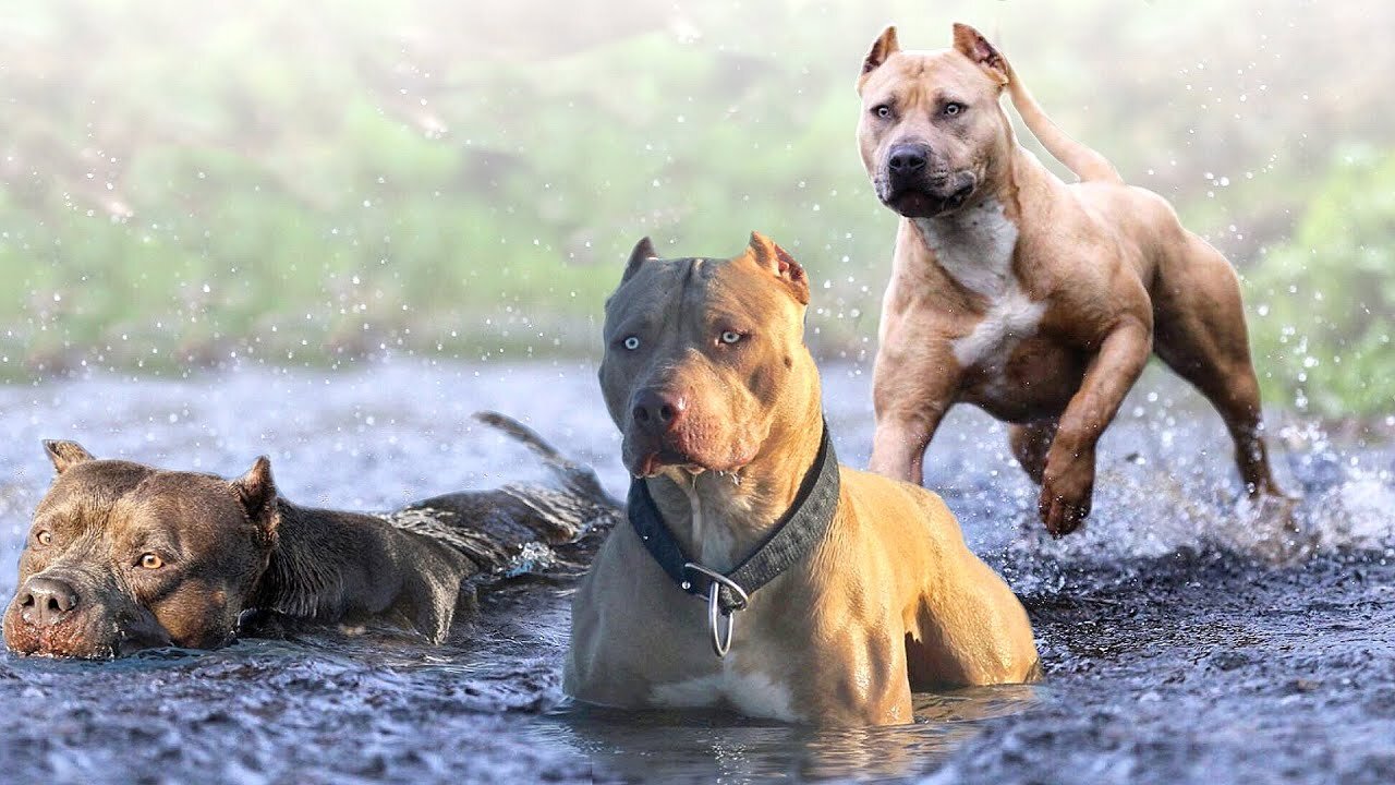 TOP 10 MOST DANGEROUS DOGS IN THE WORLD