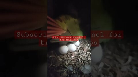 My Pineapple Conure Pair Laid 5 Eggs l #shorts l #pineappleconure