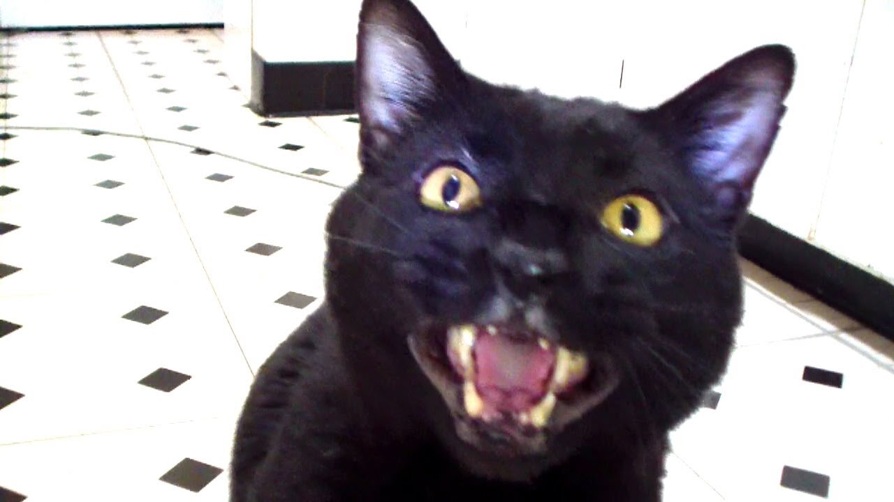 Funny Video! Do These Cats Speak Better English Than Human? Cats Talking !