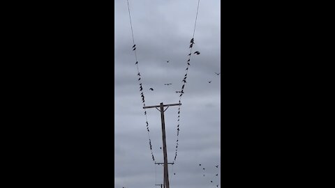 Birds at a Cemetery