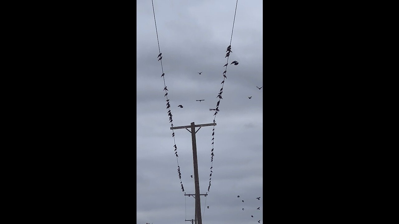 Birds at a Cemetery