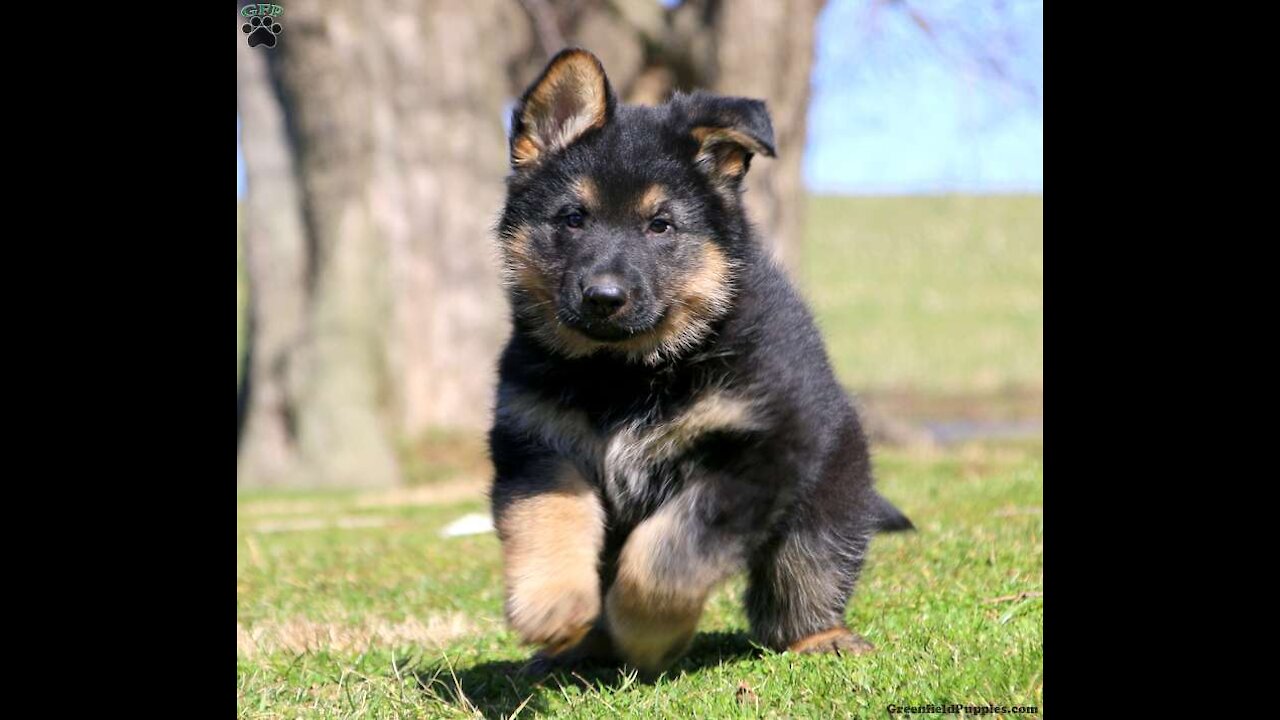 Compilation of cute German Shepards swimming