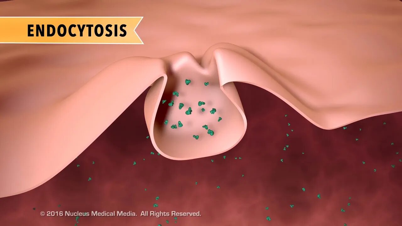 Cell Biology: Active Transport