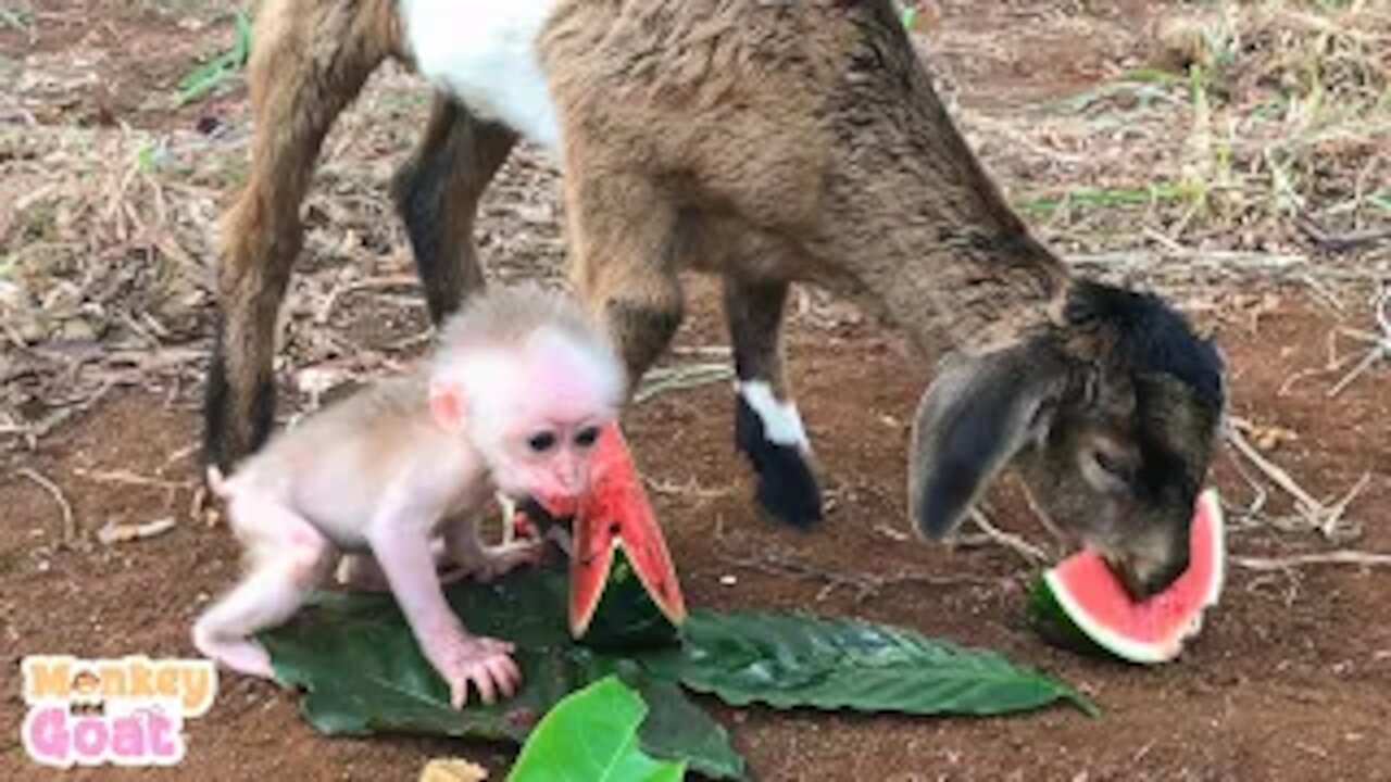 Baby monkey and goat scramble watermelon