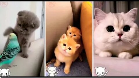 Best Funny Animal Videos Of The 2023 🤣 - Funniest Cats And Dogs Videos 😺😍😂🐶 Funny cat & dog videos 😍