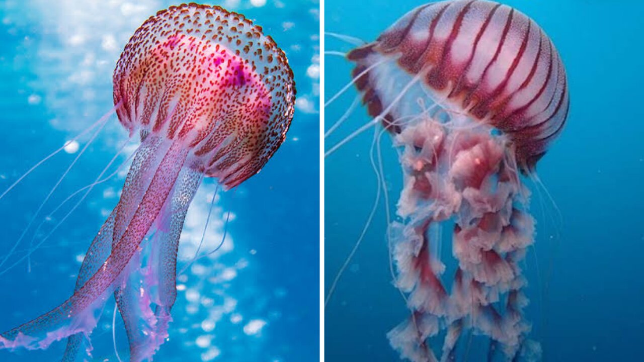 Amazing pink jellyfish video#short