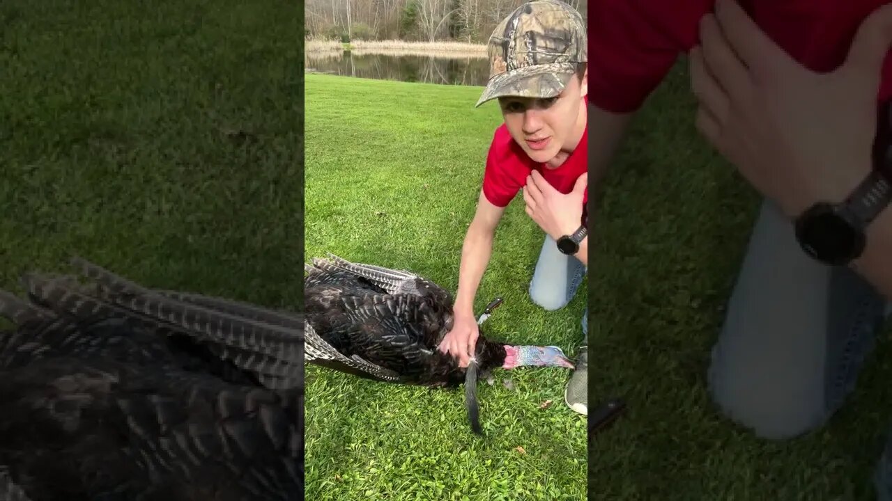 DIY - Turkey Beard Preservation
