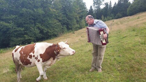 Cow in love with accordion music