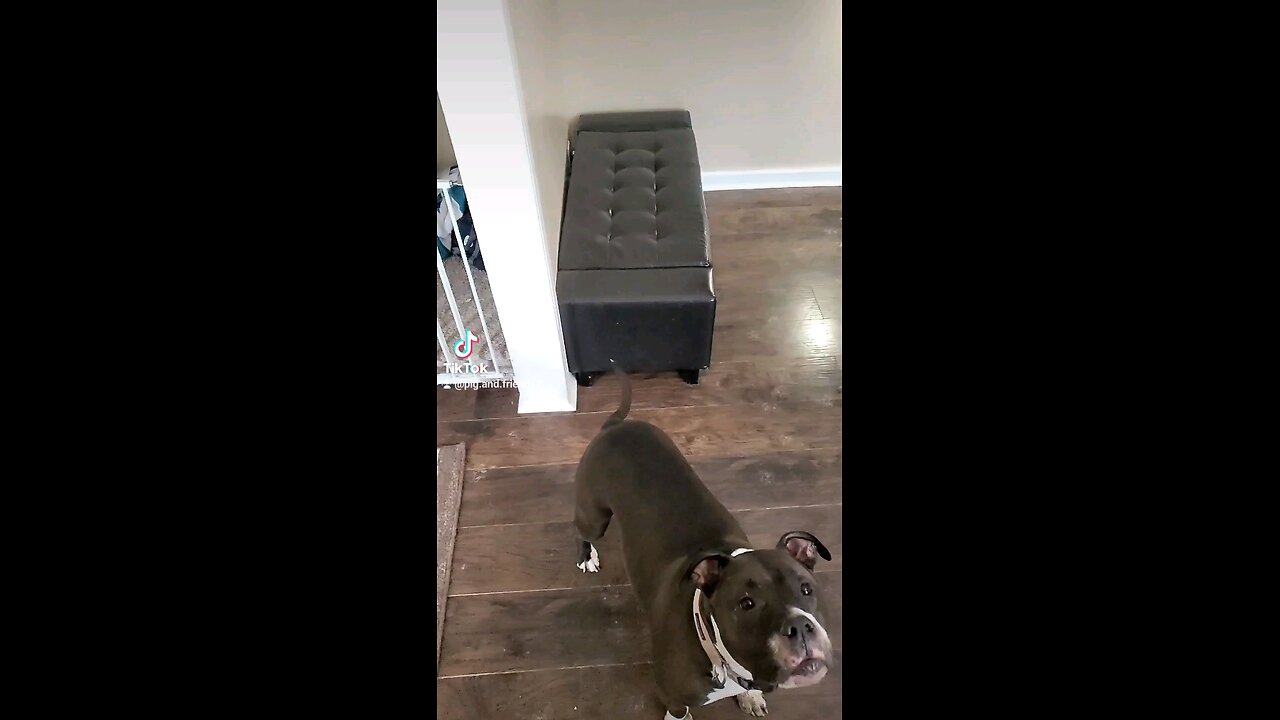 🤣slow mo dog 🐕