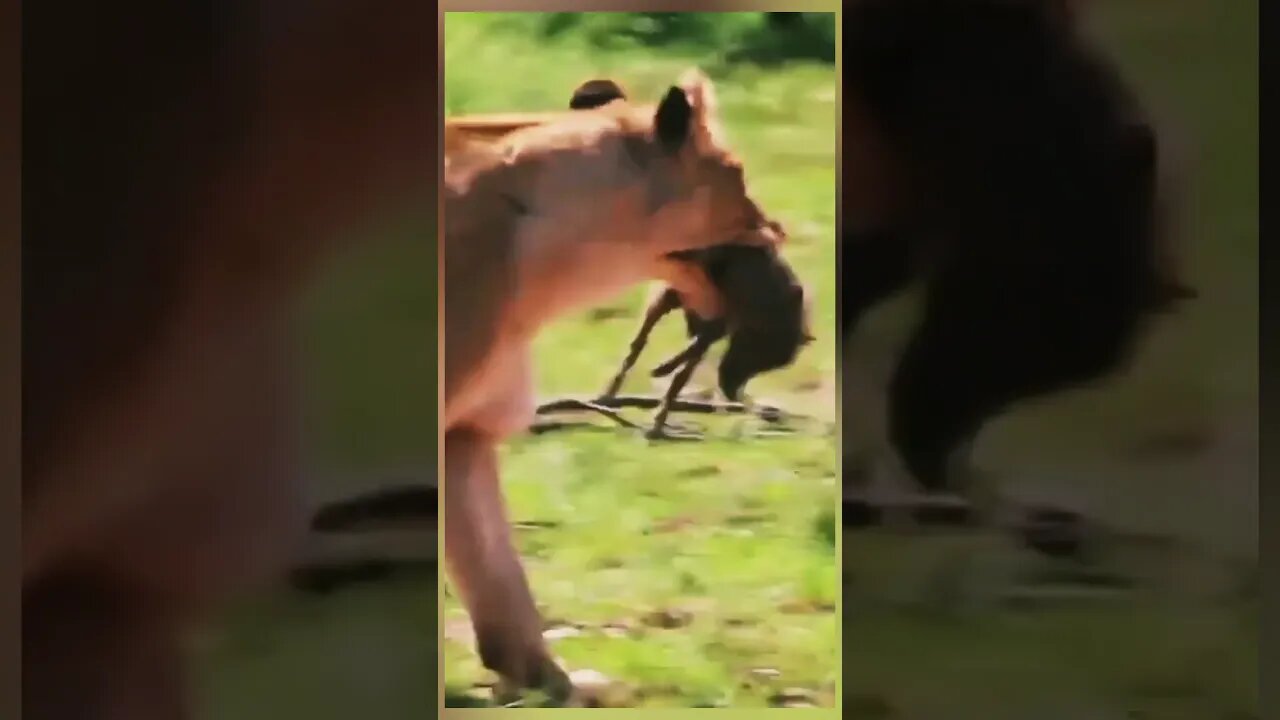 Lioness chasing baby warthog when warthog mother is not there