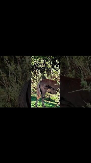 Лошади пони в дикой природе