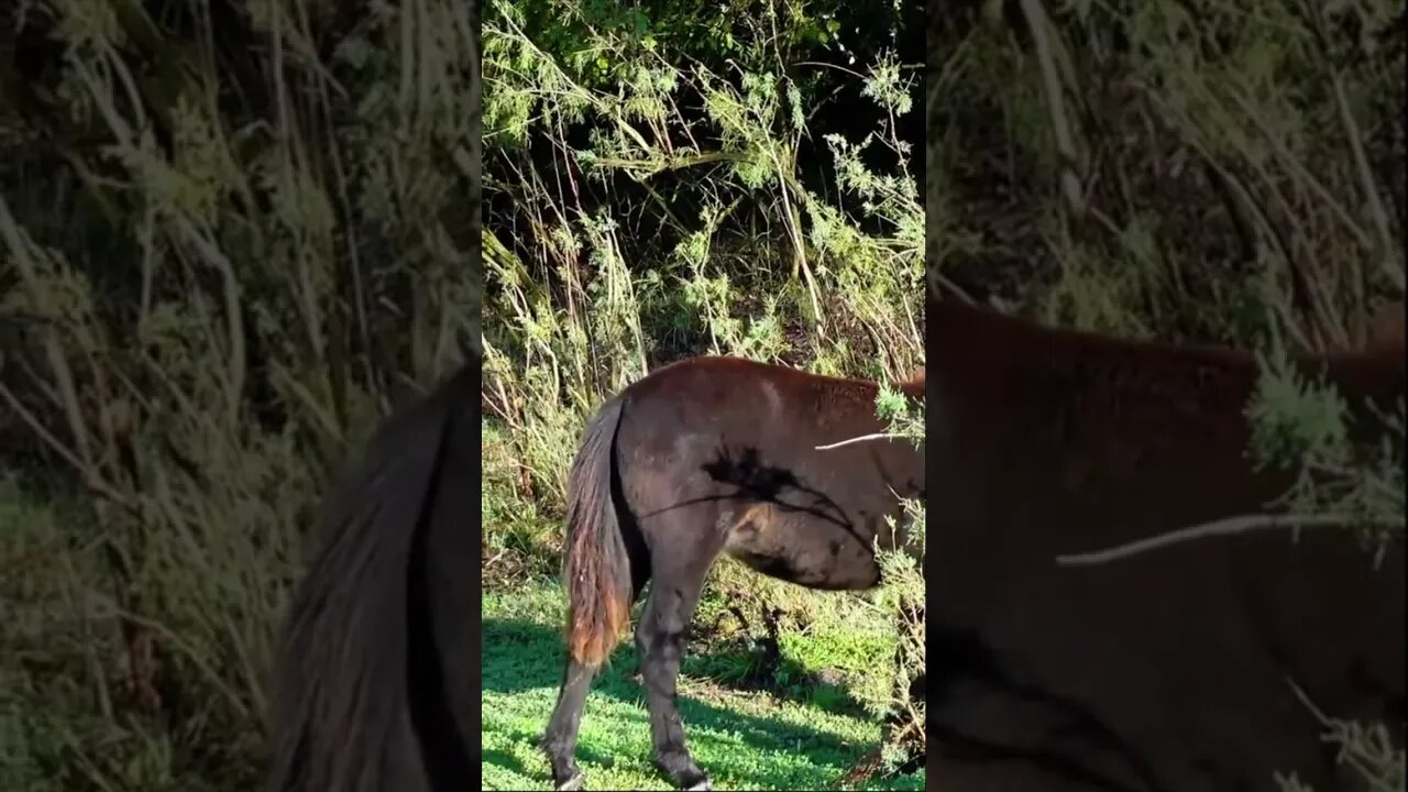 Лошади пони в дикой природе
