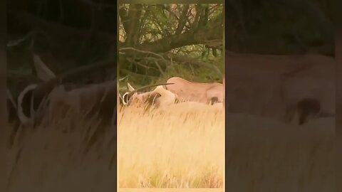 Lion surprised hunting oryx when graging