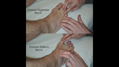 Muscle Palpation - Extensor Digitorum Brevis & Extensor Hallucis Brevis