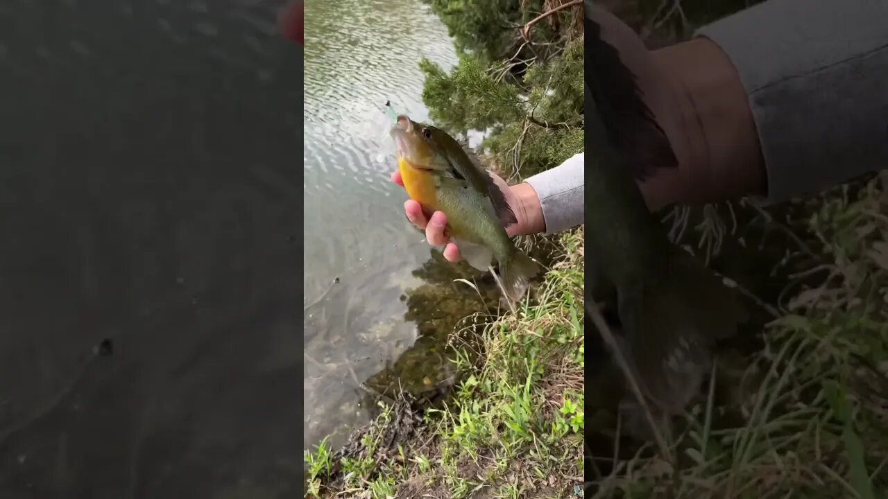 Big FAT Redbreast Panfish on a Slim Shad. #fishing #finessefishing #panfishing #panfish #shorts