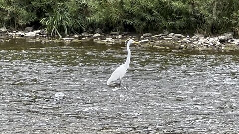 White Egret posing for me 😊