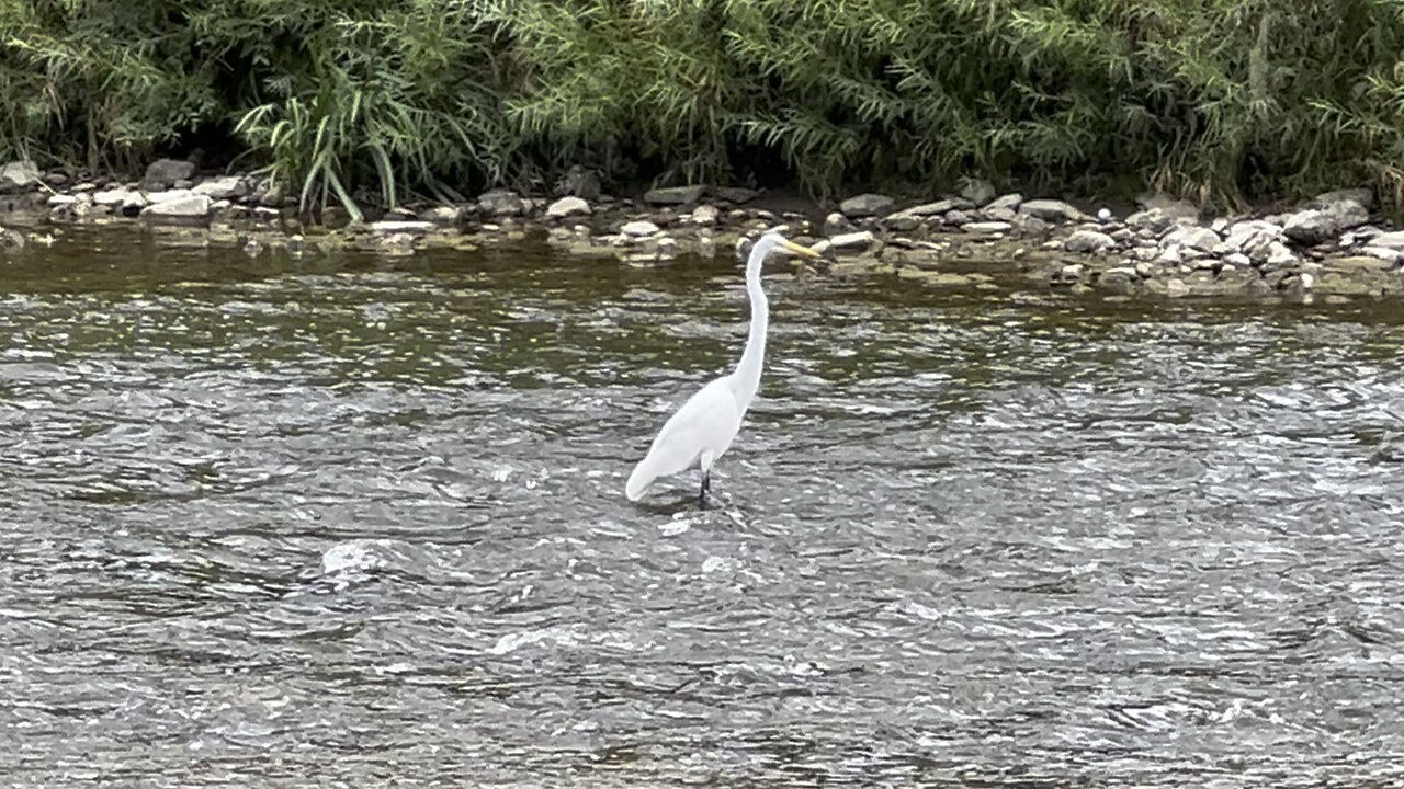 White Egret posing for me 😊
