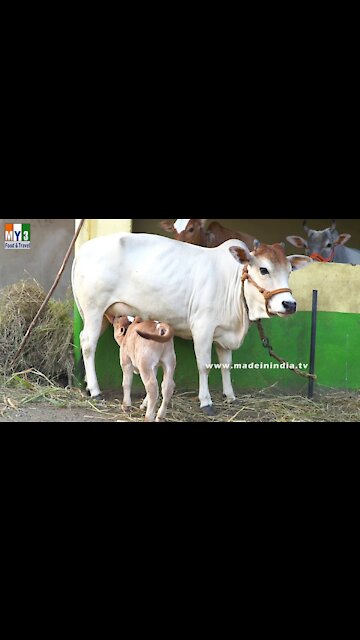 Most Funny and Cute Baby Cow Videos Compilation