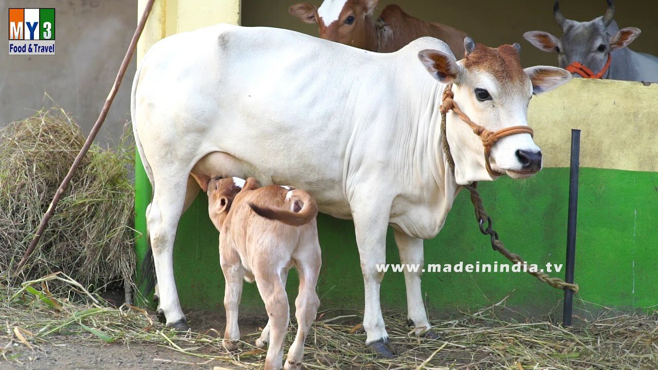 Most Funny and Cute Baby Cow Videos Compilation