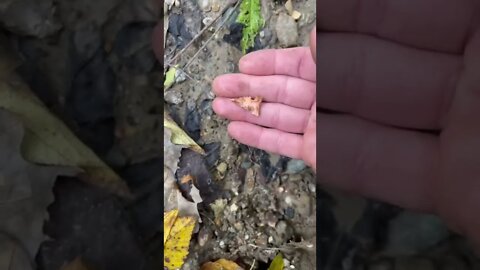 Found this Arrowhead Crossing the Creek Turkey Hunting!