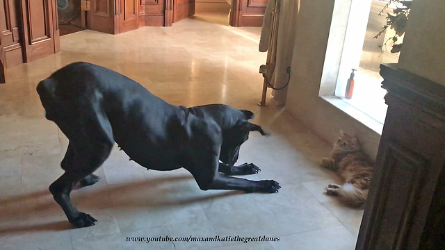 Great Dane throws hissy fit trying to play with cat