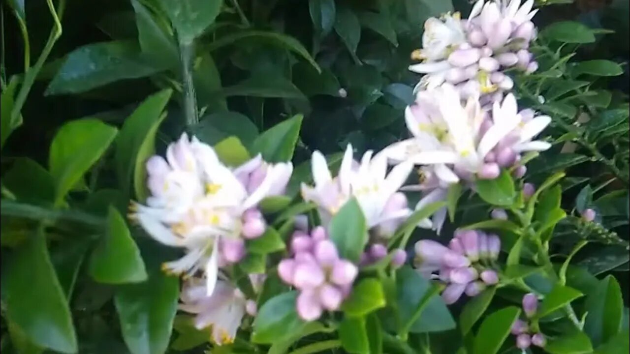 frutíferas produzindo em vaso limão uruguaio galego variegato cajá laranja melancia valência...