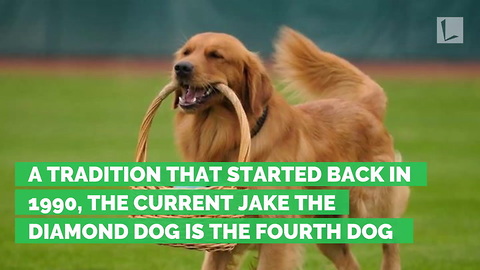 Baseball Player Drops Bat, Heads to First Base. Jake the Diamond Dog Cleans Up His Mess