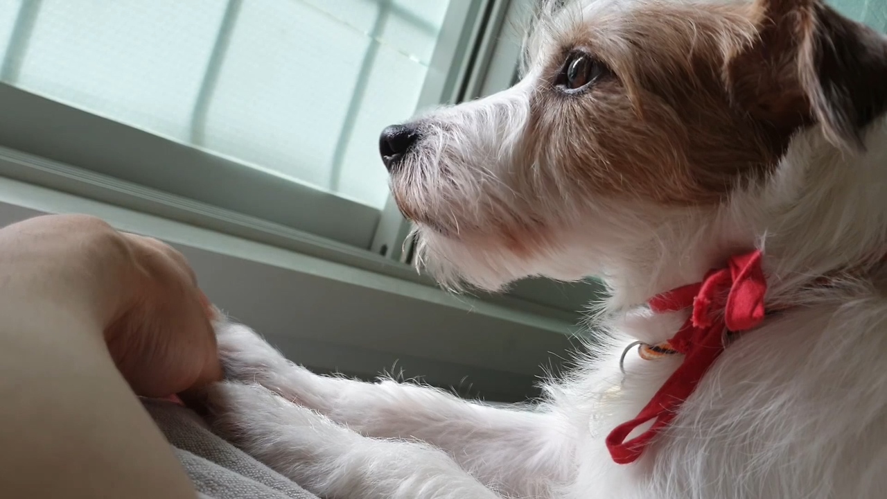 Jack Russell preciously begs for owner's attention