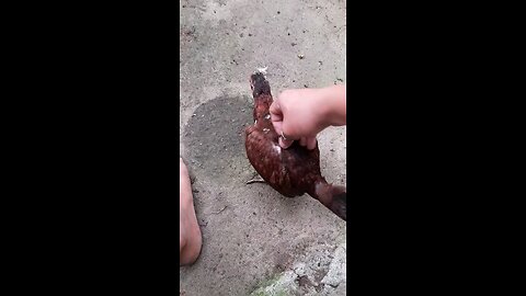 i try to mate chicken using my hand to see how the chicken would react