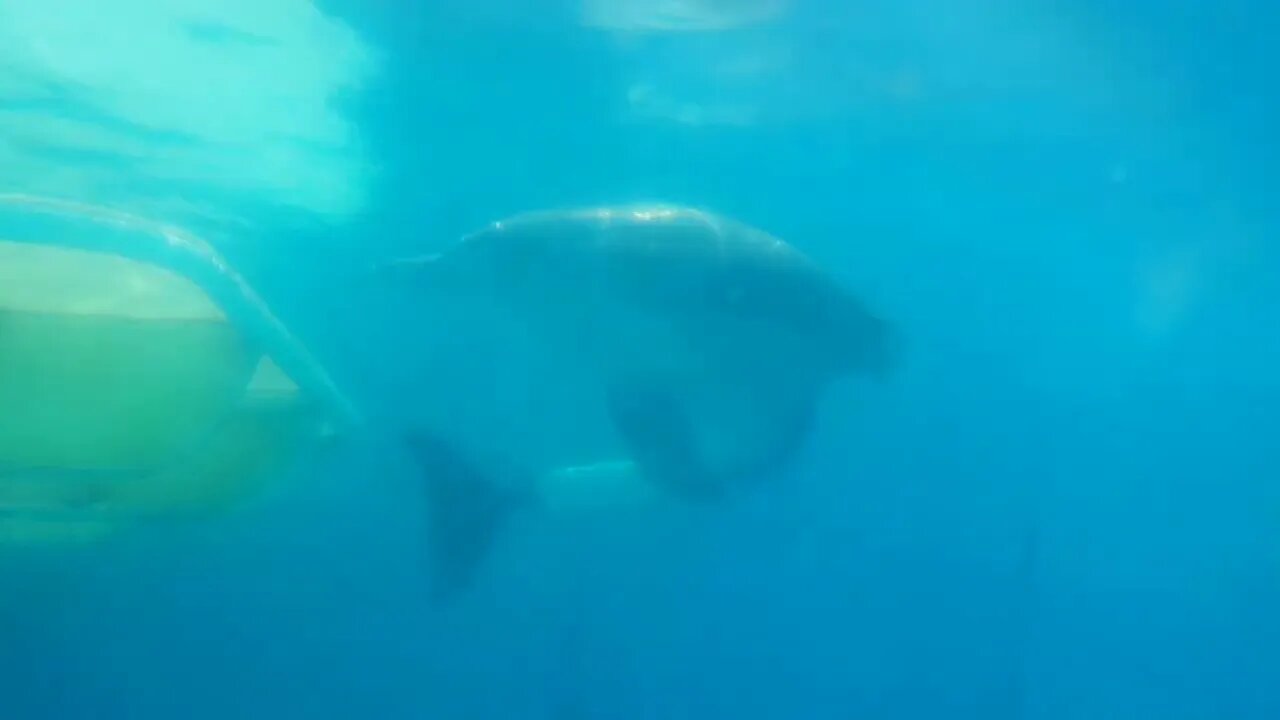 Underwater view of Winter the Dolphin - Part 6