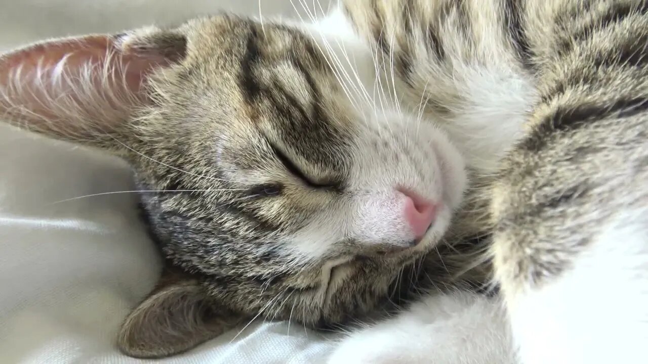 Sweet Little Cat Stretches and Squeaks